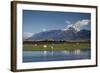 Sheep in Dart River Valley, Glenorchy, Queenstown, South Island, New Zealand, Pacific-Nick-Framed Photographic Print