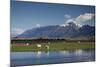 Sheep in Dart River Valley, Glenorchy, Queenstown, South Island, New Zealand, Pacific-Nick-Mounted Photographic Print