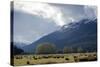 Sheep in Dart River Valley, Glenorchy, Queenstown, South Island, New Zealand, Pacific-Nick-Stretched Canvas