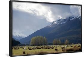 Sheep in Dart River Valley, Glenorchy, Queenstown, South Island, New Zealand, Pacific-Nick-Framed Photographic Print