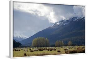 Sheep in Dart River Valley, Glenorchy, Queenstown, South Island, New Zealand, Pacific-Nick-Framed Photographic Print