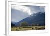 Sheep in Dart River Valley, Glenorchy, Queenstown, South Island, New Zealand, Pacific-Nick-Framed Photographic Print