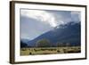 Sheep in Dart River Valley, Glenorchy, Queenstown, South Island, New Zealand, Pacific-Nick-Framed Photographic Print