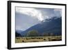 Sheep in Dart River Valley, Glenorchy, Queenstown, South Island, New Zealand, Pacific-Nick-Framed Photographic Print