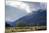 Sheep in Dart River Valley, Glenorchy, Queenstown, South Island, New Zealand, Pacific-Nick-Mounted Photographic Print