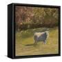 Sheep in Field IV-Marilyn Wendling-Framed Stretched Canvas