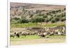 Sheep in front of Temple of Apollo, Roman ruins of Bulla Regia, Tunisia-Nico Tondini-Framed Photographic Print