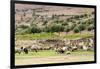 Sheep in front of Temple of Apollo, Roman ruins of Bulla Regia, Tunisia-Nico Tondini-Framed Photographic Print