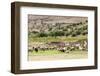 Sheep in front of Temple of Apollo, Roman ruins of Bulla Regia, Tunisia-Nico Tondini-Framed Photographic Print