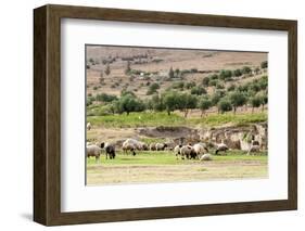 Sheep in front of Temple of Apollo, Roman ruins of Bulla Regia, Tunisia-Nico Tondini-Framed Photographic Print