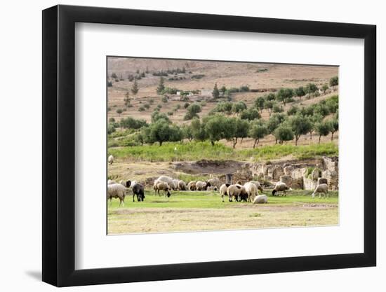 Sheep in front of Temple of Apollo, Roman ruins of Bulla Regia, Tunisia-Nico Tondini-Framed Photographic Print