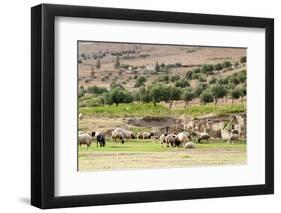 Sheep in front of Temple of Apollo, Roman ruins of Bulla Regia, Tunisia-Nico Tondini-Framed Photographic Print