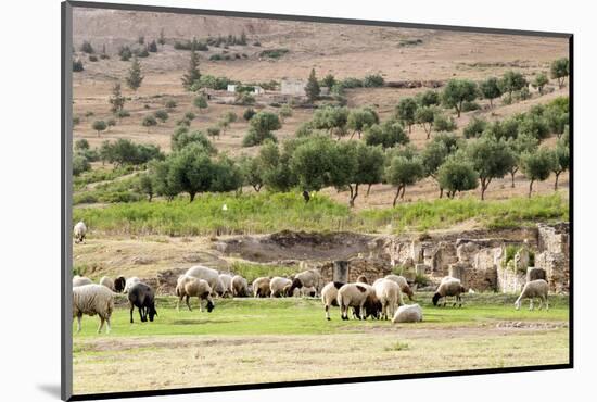 Sheep in front of Temple of Apollo, Roman ruins of Bulla Regia, Tunisia-Nico Tondini-Mounted Photographic Print