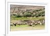 Sheep in front of Temple of Apollo, Roman ruins of Bulla Regia, Tunisia-Nico Tondini-Framed Premium Photographic Print