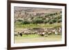 Sheep in front of Temple of Apollo, Roman ruins of Bulla Regia, Tunisia-Nico Tondini-Framed Premium Photographic Print