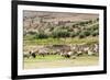 Sheep in front of Temple of Apollo, Roman ruins of Bulla Regia, Tunisia-Nico Tondini-Framed Premium Photographic Print