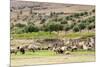 Sheep in front of Temple of Apollo, Roman ruins of Bulla Regia, Tunisia-Nico Tondini-Mounted Premium Photographic Print