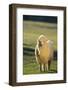 Sheep in Grass-DLILLC-Framed Photographic Print