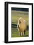 Sheep in Grass-DLILLC-Framed Photographic Print