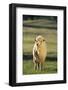 Sheep in Grass-DLILLC-Framed Photographic Print