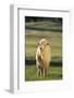Sheep in Grass-DLILLC-Framed Photographic Print