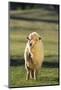 Sheep in Grass-DLILLC-Mounted Photographic Print