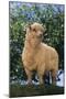 Sheep in Grass-DLILLC-Mounted Photographic Print