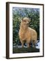 Sheep in Grass-DLILLC-Framed Photographic Print