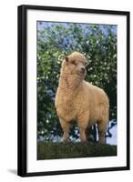 Sheep in Grass-DLILLC-Framed Photographic Print