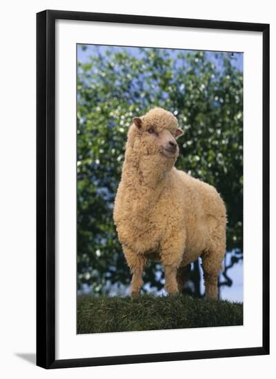 Sheep in Grass-DLILLC-Framed Photographic Print