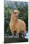 Sheep in Grass-DLILLC-Mounted Photographic Print