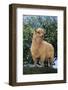 Sheep in Grass-DLILLC-Framed Photographic Print