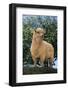 Sheep in Grass-DLILLC-Framed Photographic Print