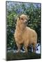 Sheep in Grass-DLILLC-Mounted Photographic Print