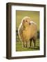 Sheep in Grass-DLILLC-Framed Photographic Print