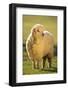 Sheep in Grass-DLILLC-Framed Photographic Print