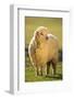 Sheep in Grass-DLILLC-Framed Photographic Print