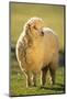 Sheep in Grass-DLILLC-Mounted Photographic Print