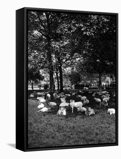 Sheep in Hyde Park 1933-null-Framed Stretched Canvas