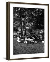 Sheep in Hyde Park 1933-null-Framed Photographic Print