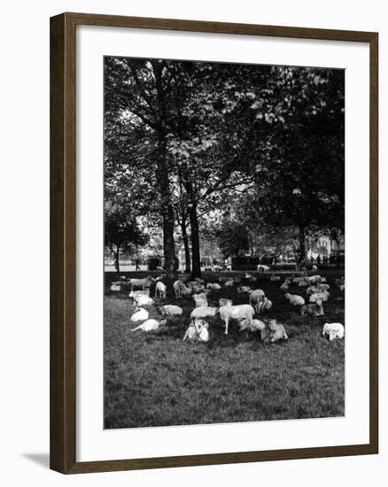 Sheep in Hyde Park 1933-null-Framed Photographic Print