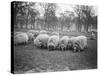 Sheep in Hyde Park-null-Stretched Canvas