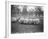 Sheep in Hyde Park-null-Framed Photographic Print