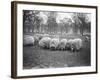 Sheep in Hyde Park-null-Framed Photographic Print