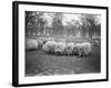 Sheep in Hyde Park-null-Framed Photographic Print