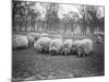 Sheep in Hyde Park-null-Mounted Photographic Print