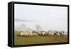 Sheep in Misty Weather on the Mynyd Epynt Moorland, Powys, Wales, United Kingdom-Graham Lawrence-Framed Stretched Canvas