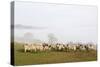 Sheep in Misty Weather on the Mynyd Epynt Moorland, Powys, Wales, United Kingdom-Graham Lawrence-Stretched Canvas