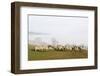 Sheep in Misty Weather on the Mynyd Epynt Moorland, Powys, Wales, United Kingdom-Graham Lawrence-Framed Photographic Print