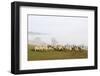 Sheep in Misty Weather on the Mynyd Epynt Moorland, Powys, Wales, United Kingdom-Graham Lawrence-Framed Photographic Print